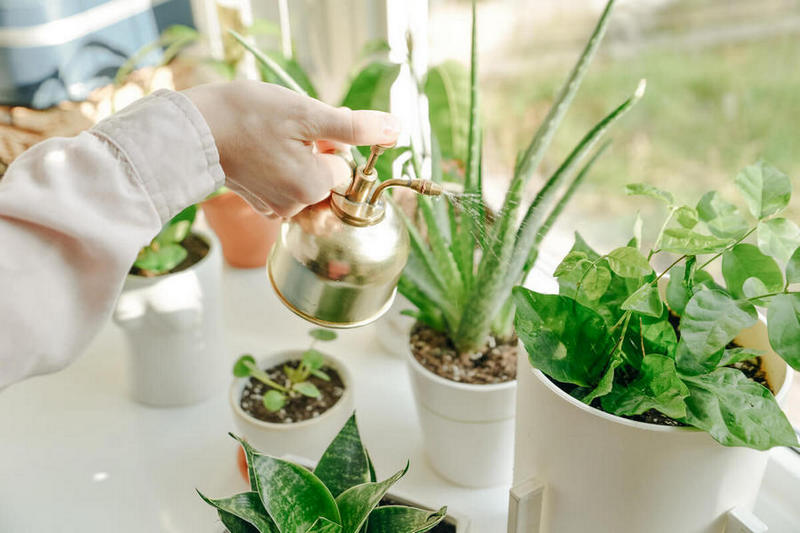 watering and misting plants