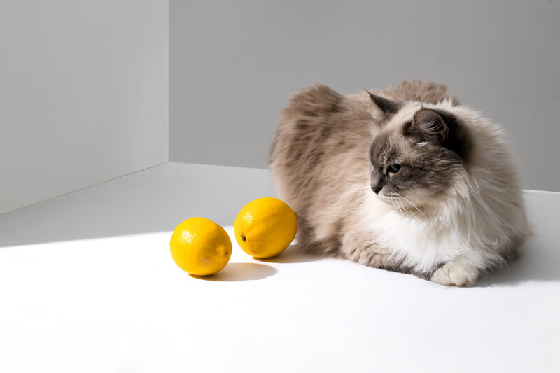 The cat is looking at two lemons