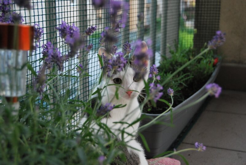 Cat relaxing among lavender