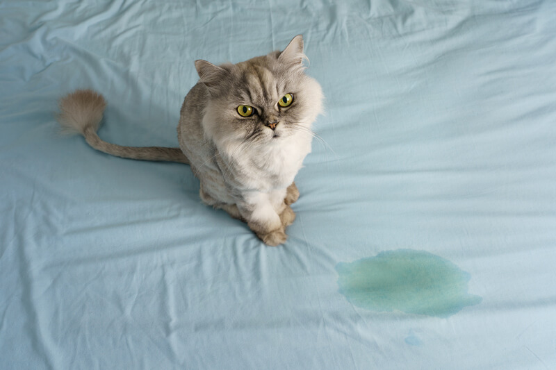 Cat urinating on the bed at home