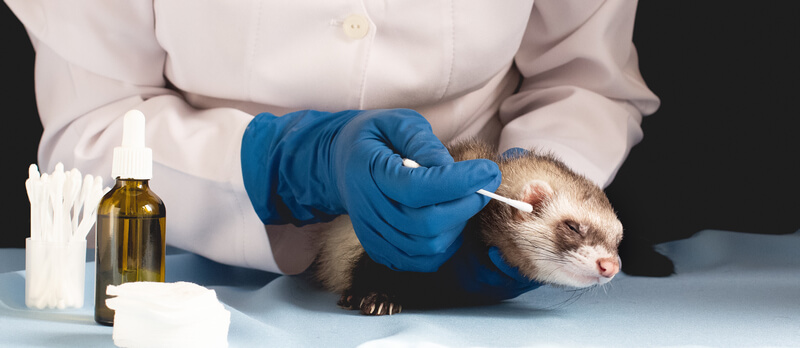 ferret is cleaning ears