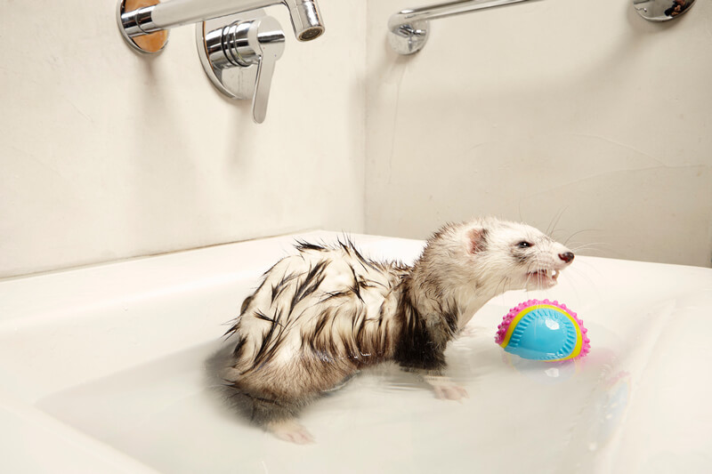 moment of bathing ferret with shampoo